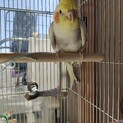 元気なオカメインコです。