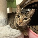 人大好きな甘えん坊　マカロンちゃん
