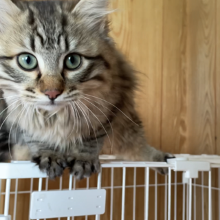 【キジサバ】長毛子猫の里親様募集中！