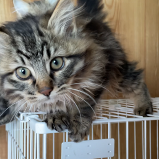 【キジ】長毛子猫の里親様募集中！