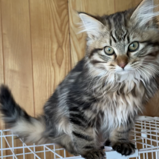 【キジシッポ】長毛子猫の里親様募集中！