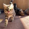 【キジシッポ】長毛子猫の里親様募集中！ サムネイル4