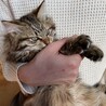 【キジシッポ】長毛子猫の里親様募集中！ サムネイル6