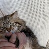 【キジシッポ】長毛子猫の里親様募集中！ サムネイル7