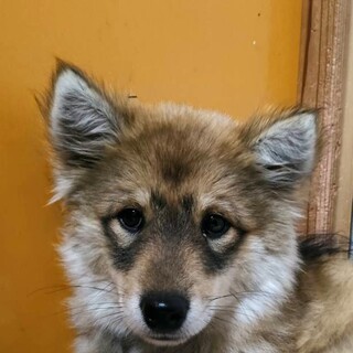 保健所レスキュー子犬♀長毛、美人！みくちゃん