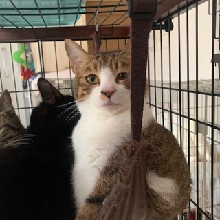 眠そうなきじ白 すいれん君 去勢済み