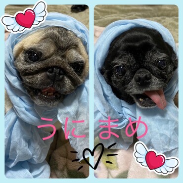 まめの写真