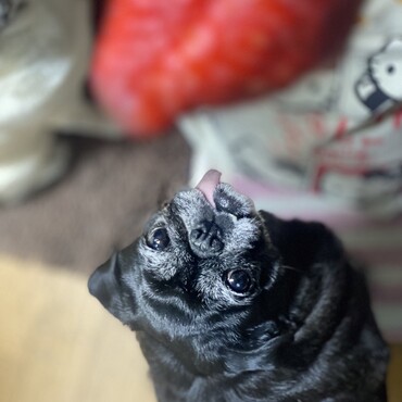まめの写真