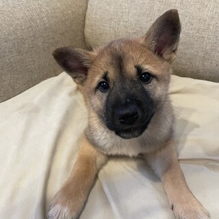 困り顔がかわいい鈴温（れおん）❤️野犬にも家族を