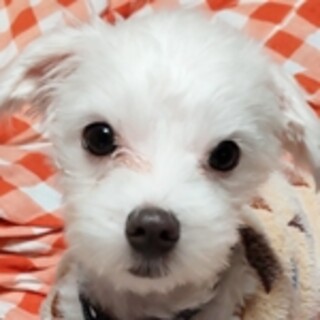 保護犬ナンバーＤ１５９２　マルチーズ