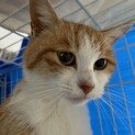 スリゴロで甘えん坊♡抱っこ大好き人慣れ抜群の1歳♀