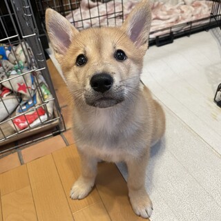 甘えん坊の男の子心温（みおん）❤️野犬にも家族を