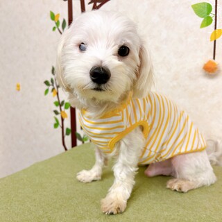 ③多頭飼育崩壊から保護されたマルチーズ男の子