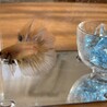 ショーベタ オス 幼齢 サムネイル2
