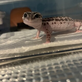 レオパードゲッコーの里親募集