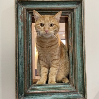  おっとりした茶トラ　お煎餅の煎くん