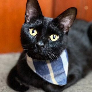 なでなで大好き甘えん坊｢ゴリポン｣