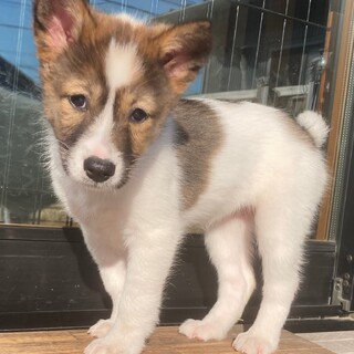 元気いっぱい成長中3kg女の子★がんもちゃん