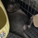 チンチラ男の子里親探してます