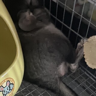 チンチラ男の子里親探してます