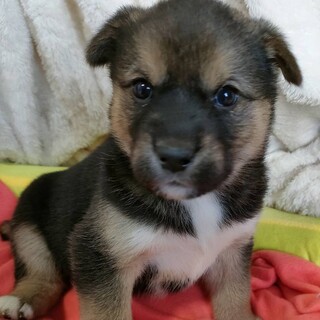 保健所からレスキューした子犬♀しーちゃん