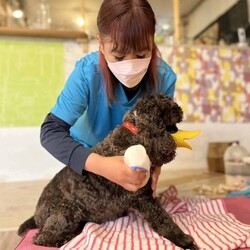 ★一部内容変更あり ※短時間、単発での体験となります。＼ わんにゃんリンパマッサージ／