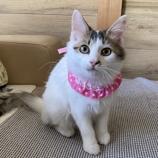 フサフサしっぽが自慢なの❤️