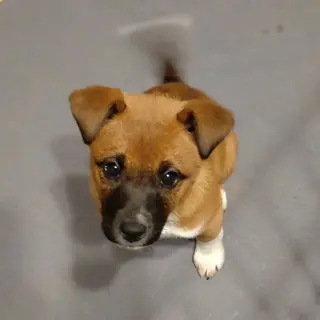 ３ヶ月の人懐っこく可愛い女の子