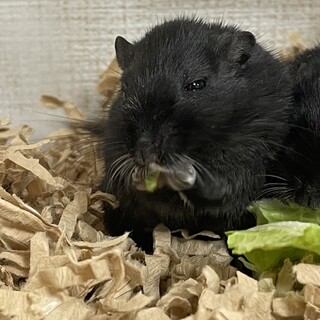 カラージャービル(スナネズミ)　里親募集