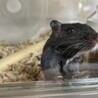 カラージャービル(スナネズミ)　里親募集 サムネイル3