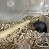 カラージャービル(スナネズミ)　里親募集 サムネイル4