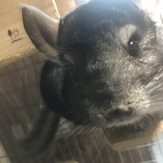 チンチラ男の子里親募集