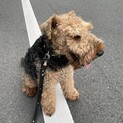 ウェルシュテリア(5歳)の里親募集