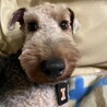 ウェルシュテリア(5歳)の里親募集 サムネイル2