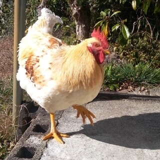 人に慣れているオスのニワトリです