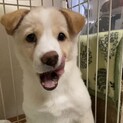 ユナのずっとの家族を探しています。