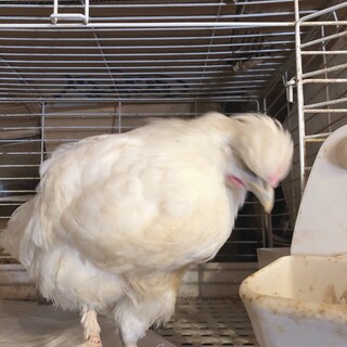 烏骨鶏の家族募集