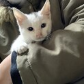 生後2ヶ月半 人懐っこい子猫です！