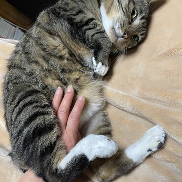 デブ悪魔…やめろ〜　その名で呼ぶなー！意地悪モモバーめ！　o(｀ω´ )o
