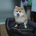 ポメラニアンのてんてんちゃん