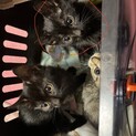 ぱっちりおめめの黒猫ちゃん
