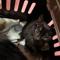 キリッとおめめの黒猫ちゃん