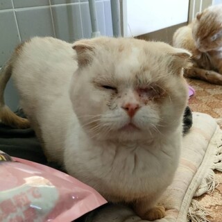 マンチカンのピック