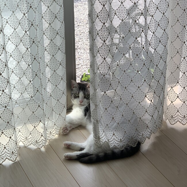 みかんちゃんのうちのカバー写真