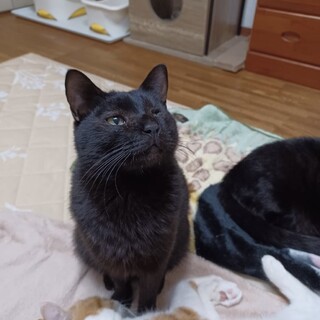 5/21千葉ෆ⃛肩のり猫ですෆ⃛たかちくん