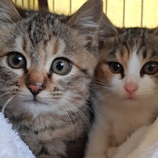 麦わら美濃とミケの伊万里姉妹です