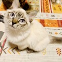 【長毛のシャムトラ】甘えん坊のオーランドくん