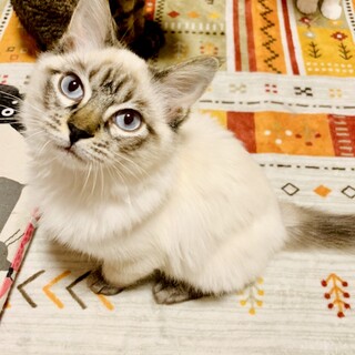 【長毛のシャムトラ】甘えん坊のオーランドくん