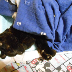 「2023.01.11ボブテールのボブさんが永眠」サムネイル2