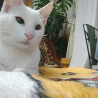 真っ白猫のココちゃん★メス５ヶ月【一時停止】
